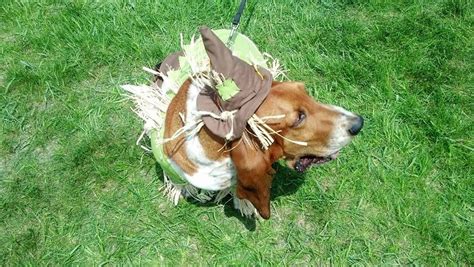 Dog costume scarecrow | Dog costume, Scarecrow, Horses