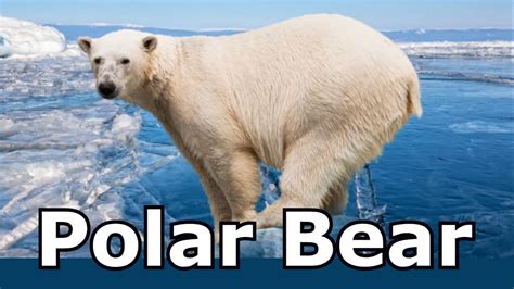 Polar Bear Sounds and Pictures For Teaching. Learn Animal Sounds - YouTube