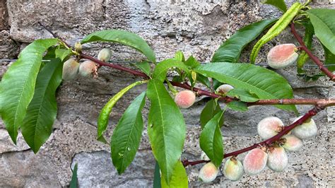 How to prune a peach tree: and the best time to do it | Homes & Gardens