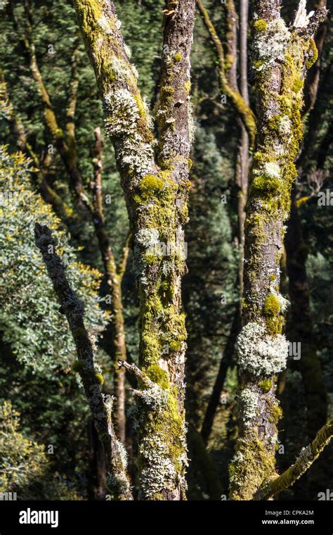 Lichen Growing On Trees In High Resolution Stock Photography and Images ...