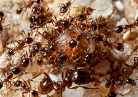 Carpenter Ant Treatment in Atlanta, GA | Elite Pests Control