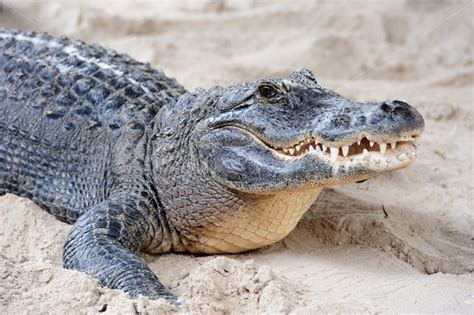 Alligator closeup on sand – Songquan Photography