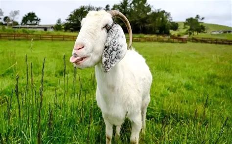 How Much Does A Goat Cost?