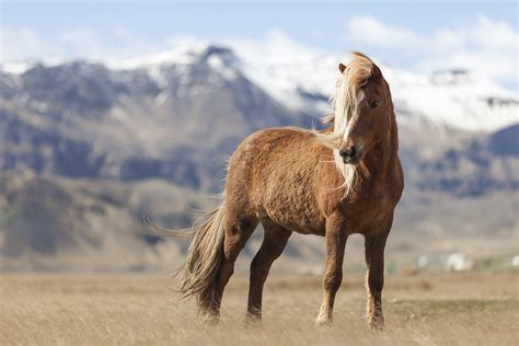 Meet the Icelandic Horse - Todays Equine