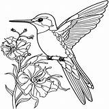 Hummingbird Flower Coloring Pages sketch template