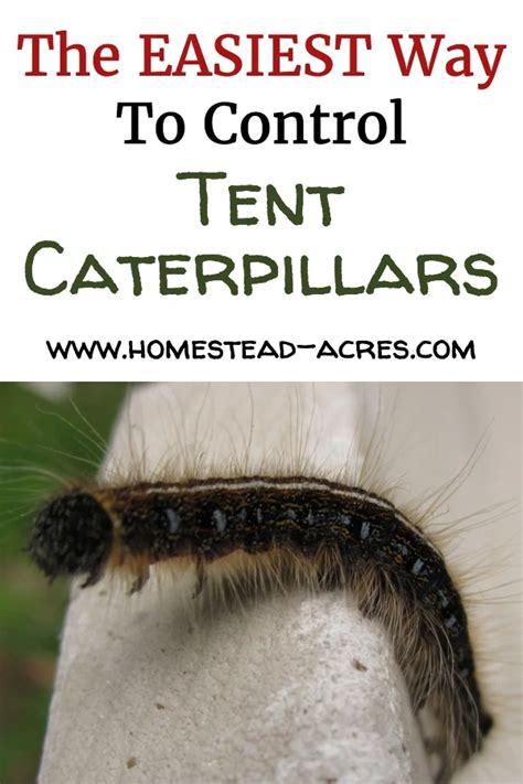 How To Get Rid Of Tent Caterpillars - Homestead Acres