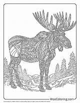 100  Moose coloring pages Free PDF To Print Woo Coloring sketch template