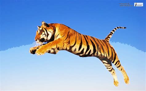 Animal Picture Tiger Jumping High HD Wallpaper | Animal Pict… | Flickr