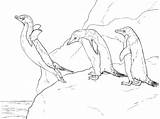 Three Adelie Penguins coloring Page  Free Printable Coloring Pages sketch template
