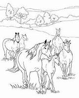 21 Ideeën Over Kleurplaten  Paard Tekeningen paarden sketch template