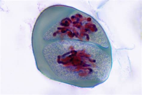 👍 One event occurring during prophase is. The Stages of Mitosis and Cell Division. 2019-01-23