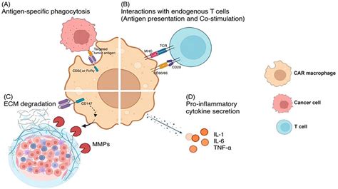 Antitumor mechanisms of CAR-macrophage therapy. The antitumor ...