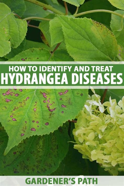 How to Identify and Treat Hydrangea Diseases - Texas Ten Thirty One Podcast