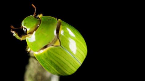 A Hidden Set of Wings Helps This Vibrant Green Beetle Take Flight