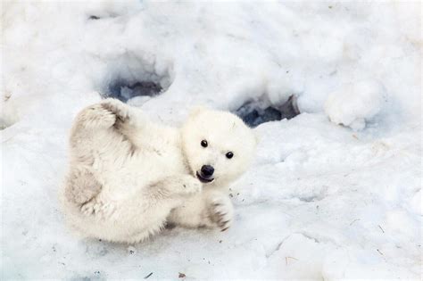 10 of the Cutest Animals That Live in the Arctic