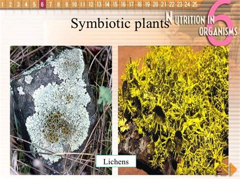 Nutrition in organisms plants