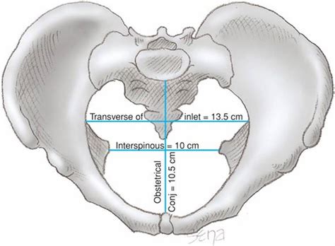 Obstetric Anatomy