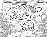 Dugong Pages Manatee Coloring Colouring Printable Cow Sea Drawing Color  sketch template