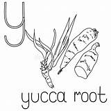 Yucca Coloring Page sketch template