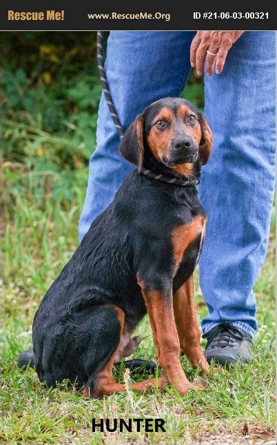 ADOPT 21060300321 ~ Black and Tan Coonhound Rescue ~ Washington, GA