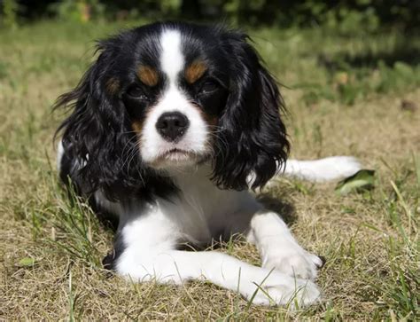 Signs of Dog Inbreeding | Dogs, Purebred dogs, Dog signs