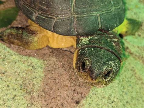 Keeping And Breeding The African Dwarf Mud Turtle - Reptiles Magazine