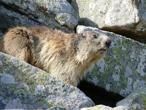 Alpine Animals in Alps: The Chamois, Alpine Ibex, European Brown Bear