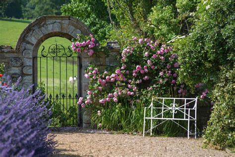 Climbers on Walls | David austin roses, Climbing roses, Rose garden design