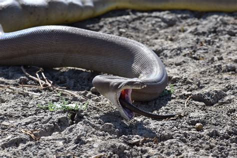 Olive Python gives us a surprise! - Parry Creek Farm Tourist Resort & Caravan Park