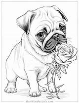 36 Super Cute Pug Coloring Pages Free Printables  Our Mindful Life sketch template