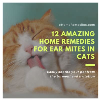 12 Amazing Home Remedies For Ear Mites In Cats