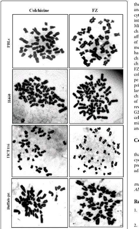 Metaphase chromosome preparation from different cells using FZ and... | Download Scientific Diagram