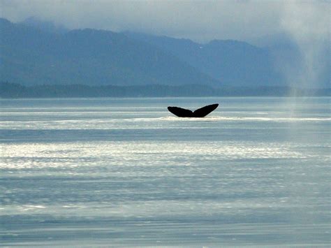 Whale watching at Icy Strait Point, Alaska... It was amazing! | Whale watching, Wanderlust ...