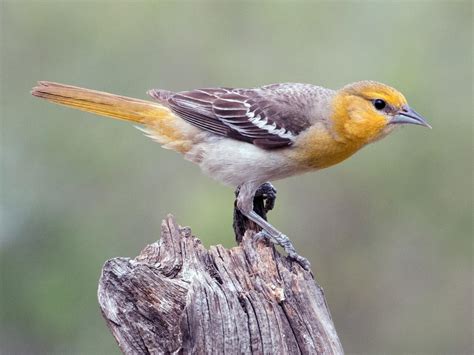 Bullock's Oriole (west) | Celebrate Urban Birds