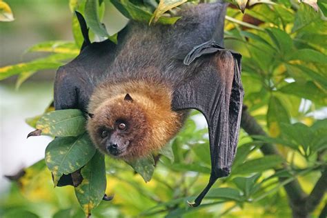 Misunderstood flying fox could prove bat species demise, warn scientists