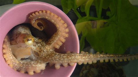 Octopus genome surprises and teases | Science | AAAS