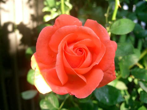 49er Rose | I bought this rose bush the first year that the … | Flickr