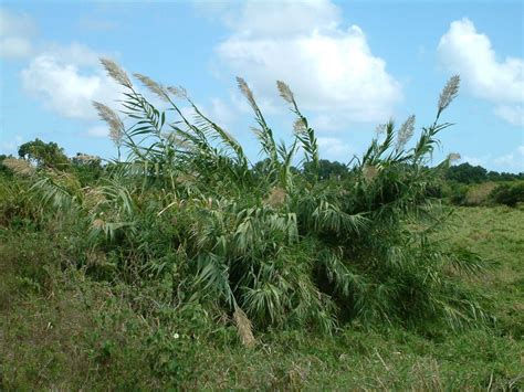 Giant Reed - Kauai Invasive Species Committee (KISC)