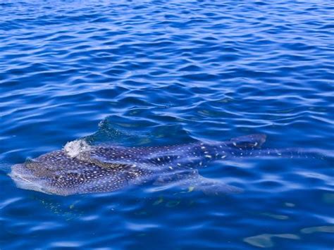 Whale Shark conservation vacation in Tanzania | Responsible Travel