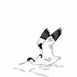Avocet 1 Coloring Page For Kids  Free Avocets And Stilts Printable sketch template