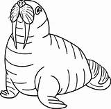 Walrus Isolated Coloring Page For Kids 10789297 Vector Art At Vecteezy sketch template
