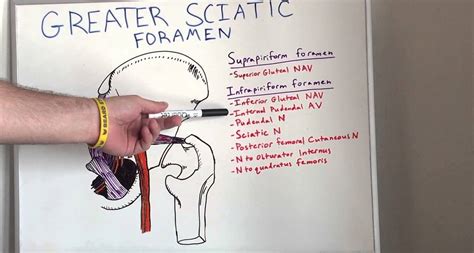 Greater Sciatic Foramen Contents Mnemonic