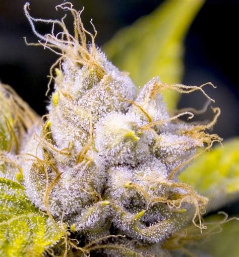 Trichomes, Terpenes & Terpenoids: Guide to What They Are and Their Uses - Colorado Cannabis ...