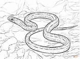 Plains Garter Snake coloring Page  Free Printable Coloring Pages sketch template