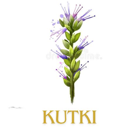 Kutki herbs for Strong liver health - Medinutrica