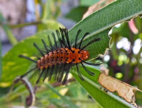 Oleander Caterpillar | Cayobo | Flickr