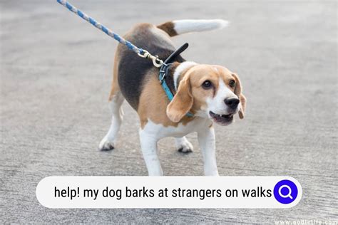 Help! My Dog Barks At Strangers On Walks - Oodle Life