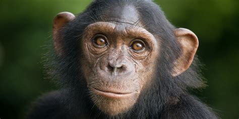 Download Baby Animal Cute Animal Chimpanzee Wallpaper