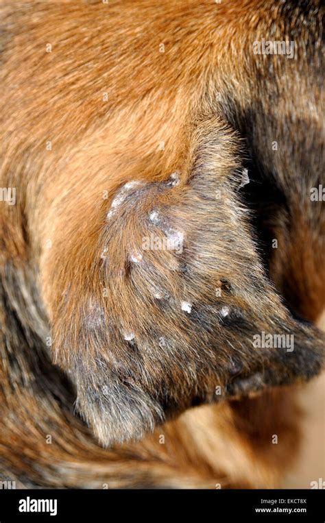 Close-up of damaged ear flap of German Shepherd dog after suffering from Aural Hematoma which ...