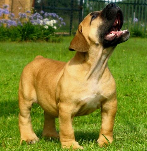 Our next dog will definatly be a south african boerboel! BEAUTIFUL ...